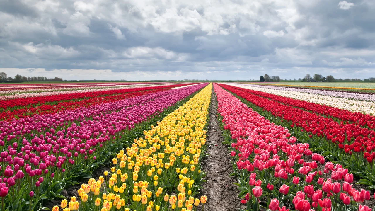 Imagem de capa de Tulipomania: a verdade sobre a bolha das tulipas